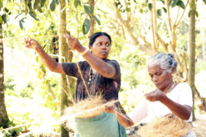 The Indian Coffee Crop Yield to Hit the Minimum in 20 Years 1280px-India_coffee_bean_collecting-300x200