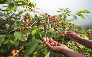Heavy Rains to Hit Vietnam’s Biggest Coffee Growing Region Coffee-growing-300x187