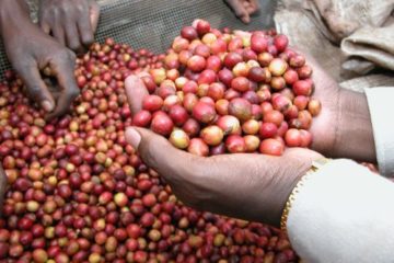 India Lifts Import Ban on Coffee from Vietnam indian-coffee-beans-360x240