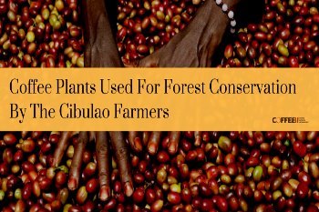 Coffee Plants Used For Forest Conservation By The Cibulao Farmers Coffee Plants Used For Forest Conservation By The Cibulao Farmers