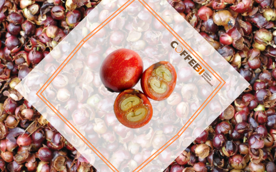 The dried husk of the coffee cherry that’s hitting the markets Coffee Cherry